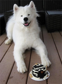 White puppy on wooden floor in front of a cake