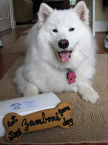 White dog inside a room with bone shaped cookie