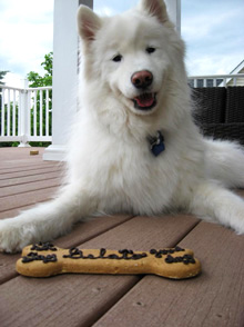 White dog outside with bone shaped cookie