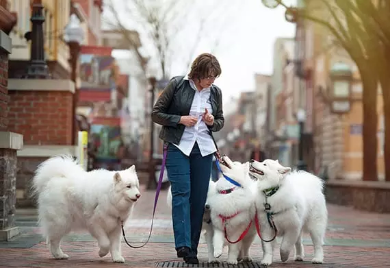 spca obedience classes